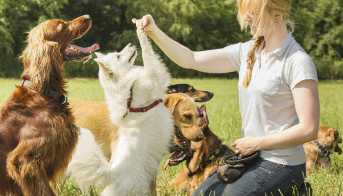Here’s how house pets and domestic animals differ
