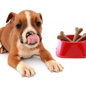 Dog Food & Flea